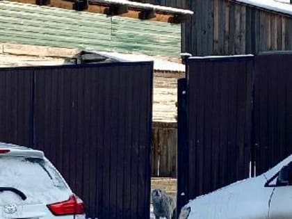В КЫЗЫЛЕ АКТИВНО ШТРАФУЮТ ВЛАДЕЛЬЦЕВ БЕЗНАДЗОРНЫХ СОБАК!
