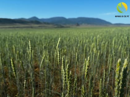 Аграрии Тувы могут подать заявки на приобретение техники и создание рыбных хозяйств