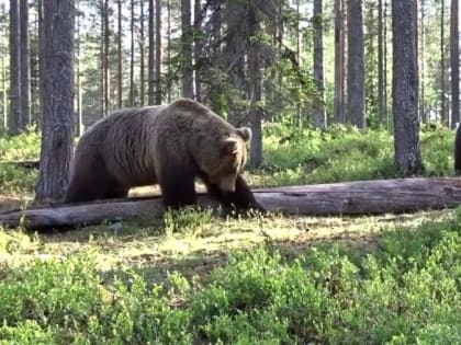 Мясо добытого в Тоджинском кожууне Тувы медведя оказалось заражено личинками трихинеллы