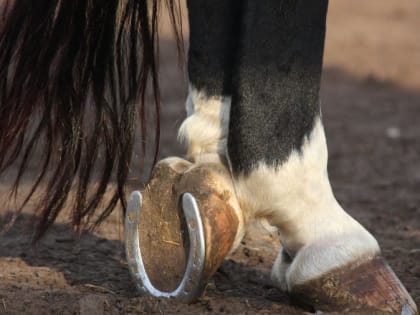 Жителя Тувы накажут за то, что его лошадь на свободном выгуле лягнула ребенка