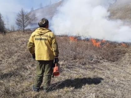 В Туве за сутки локализовано 11 и ликвидировано восемь лесных пожаров