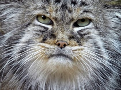 Двое браконьеров задержаны в Туве с тушей дикого кота - манула