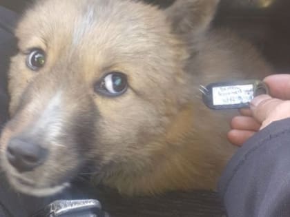 Росгвардейцы в Кызыле нашли потерявшуюся собаку и вернули хозяевам