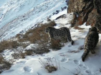 В тувинском заповеднике выросло число снежных барсов