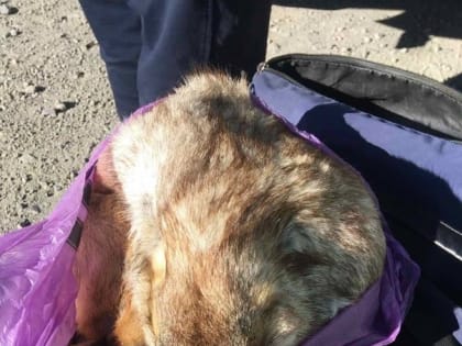 Житель Тувы добыл краснокнижных сурков на полмиллиона рублей штрафа