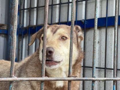 В Туве ветслужба высказалась за эвтаназию бродячих собак