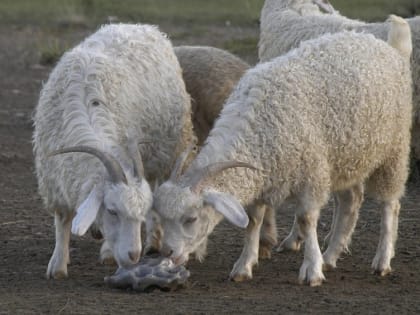 В Туве разрабатывается «дорожная карта» по развитию овцеводства и козоводства региона до 2030 года