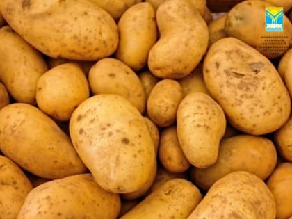 Жители Тувы могут получить субсидии на выращивание картошки и овощей