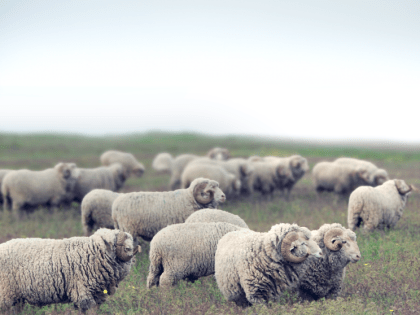 Безопасность на дорогах: акция в Лобне