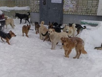 В Туве прокуратура добилась от районной администрации выплаты за укус бродячей собакой ребенка