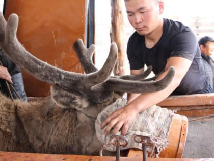 В Маралхозе Тувы начался сезон срезки пантов