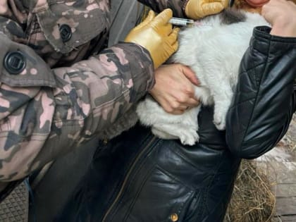 Вакцинация домашних животных от бешенства в Кызыле