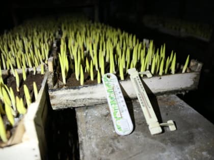 В теплицах Кызыла ждут своего часа тюльпаны для прекрасной половины столицы