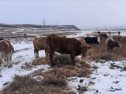 Мэрия Кызыла оштрафует владельца стада свободно пасущихся коров