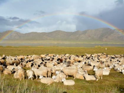 В Туве создадут центр селекционно-племенной работы