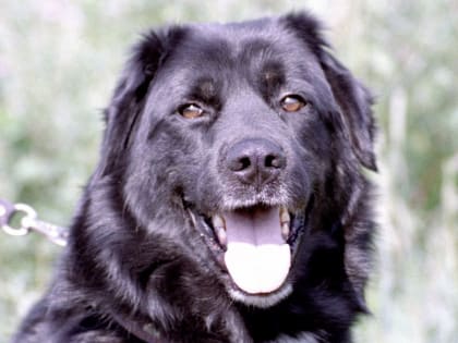 Смотр собак тувинской овчарки