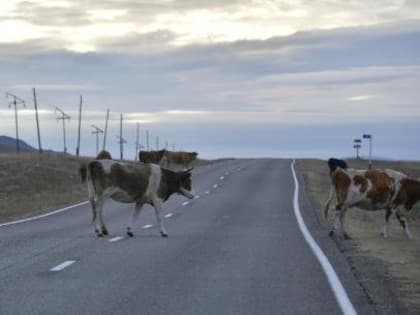 В Туве намерены ужесточить наказание за бесконтрольный выпас скота