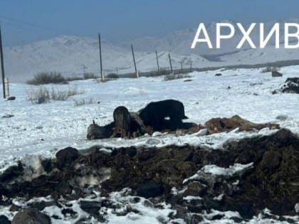 В Кызылском районе нерадивые хозяева бросили павших коров