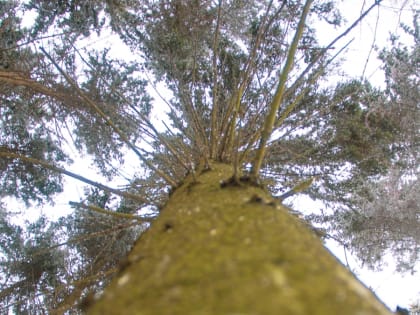 Спустя 11 суток в Туве нашли потерявшихся заготовщиков ореха