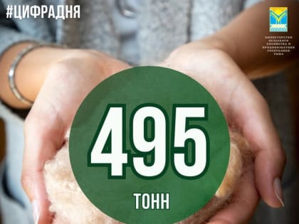 495 тонн шерсти сдали животноводы Тувы