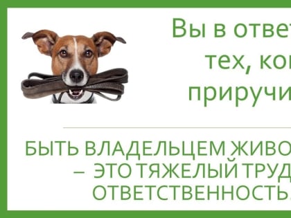 Уважаемые жители Тандинского кожууна, владельцы собак!