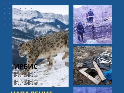 В отдаленном районе Тувы снежный барс напал на скот на чабанской стоянке