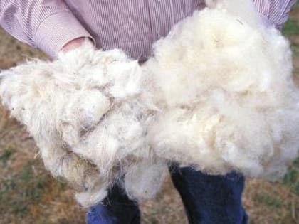 Тува готова поставлять в Китай почти половину собранной шерсти мелкого рогатого скота