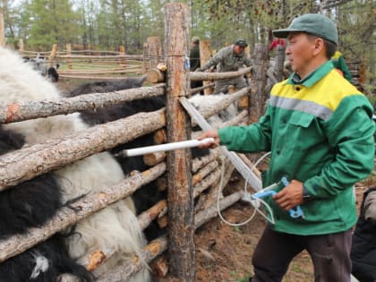 В Овюрском районе Твы провели цифровой учет яков