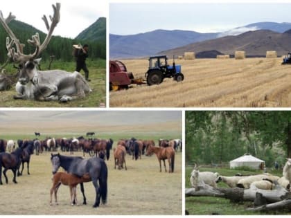 К 2035 году в Туве прогнозируют снижение безработицы с 15 до 5,8%