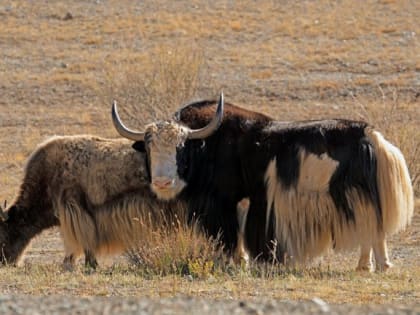 Тувинские животноводы получат около 50 млн рублей на поддержку племенного животноводства