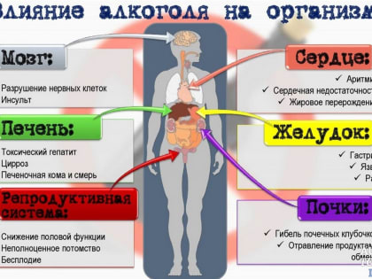 Пагубное влияние алкоголя на организм человека.