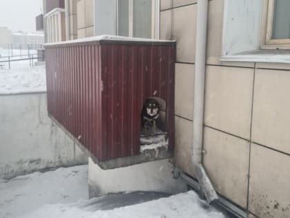 Житель Кызыла устроил конуру для собаки на балконе многоквартирника