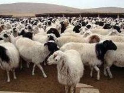 Фермер из Приморья Кирилл Андреев намерен разводить тувинских породистых овец