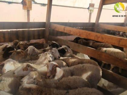 14 августа на Тос-Булаке можно будет в розницу купить живых баранов