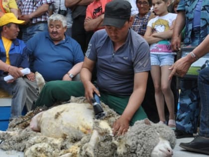 Три хозяйства из Тувы принимают участие в 18-й Сибирско-Дальневосточной выставке племенных овец и коз