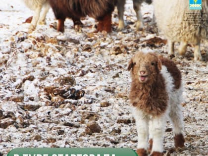 В Туве в этом году ожидают получить свыше 500 тысяч голов приплода овец и коз