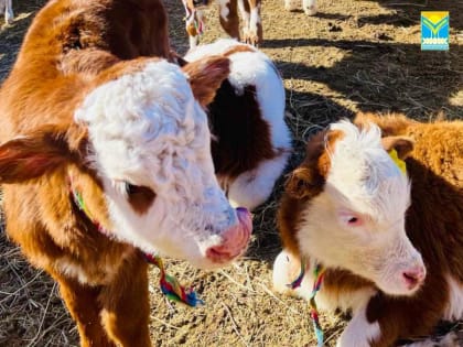 В Туве в ходе окотной компании уже прибавилось более 200 тысяч голов скота