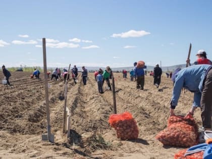 Мэрия Кызыла сообщила о поступлении "народного картофеля" на раздачу малообеспеченным семьям