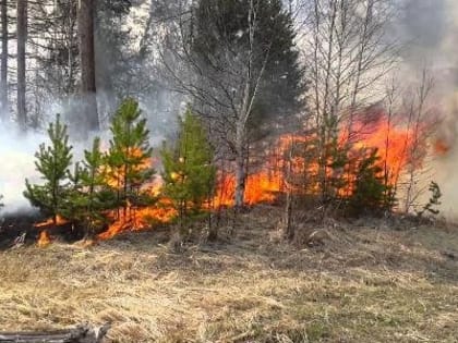 В Туве из-за лесных пожаров введен режим ЧС
