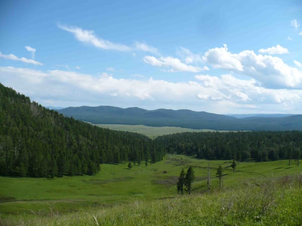 В Республике Тыва подводятся итоги государственного лесопатологического мониторинга за 2022 год