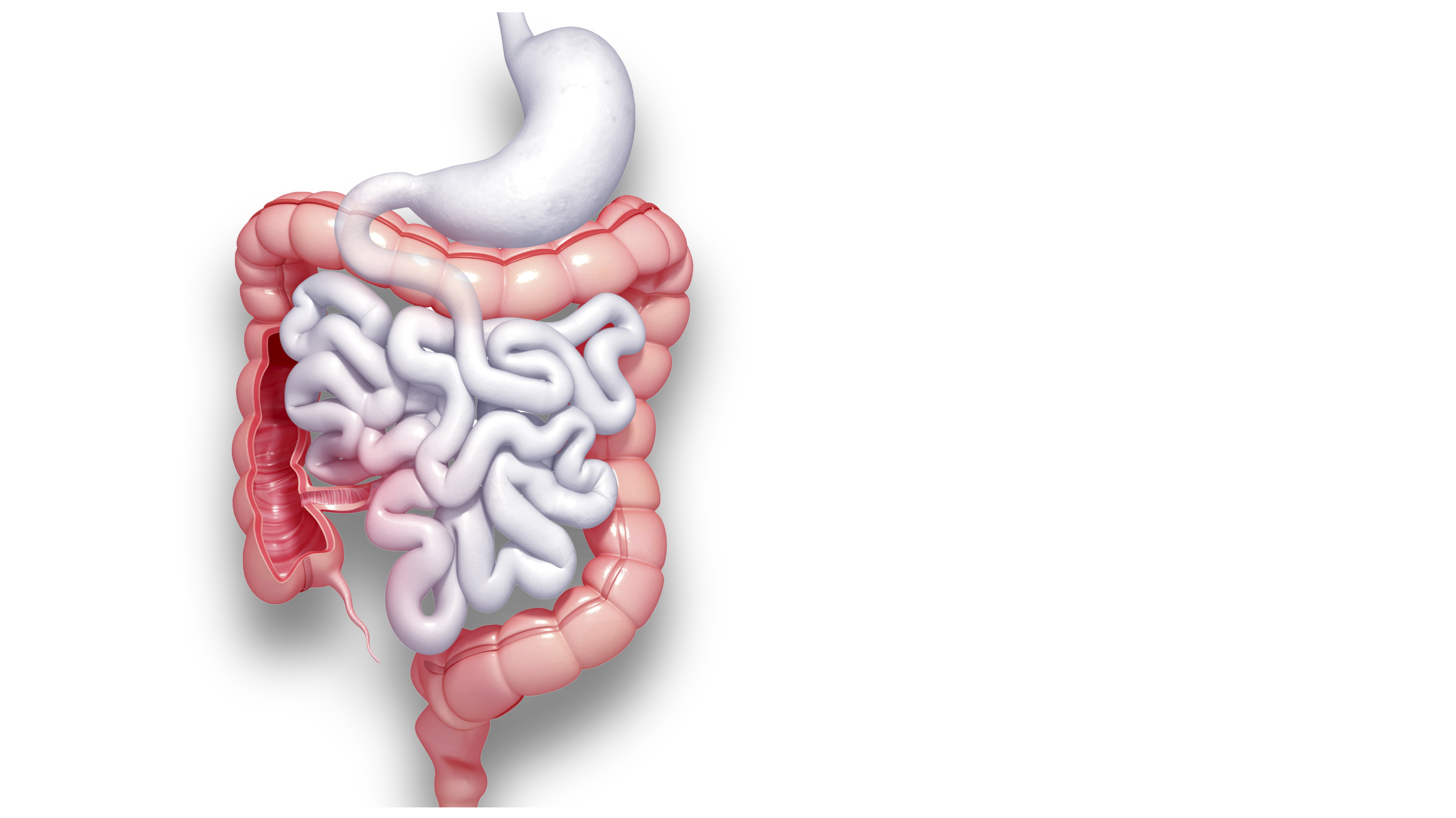 Ilustración del sistema digestivo para estudios médicos en CEDIENCO