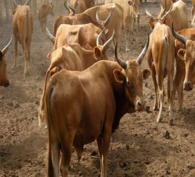 Musaia Animal Husbandry and Abattoir Project