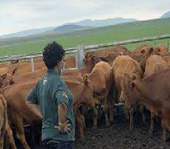 Musaia Animal Husbandry and Abattoir Project