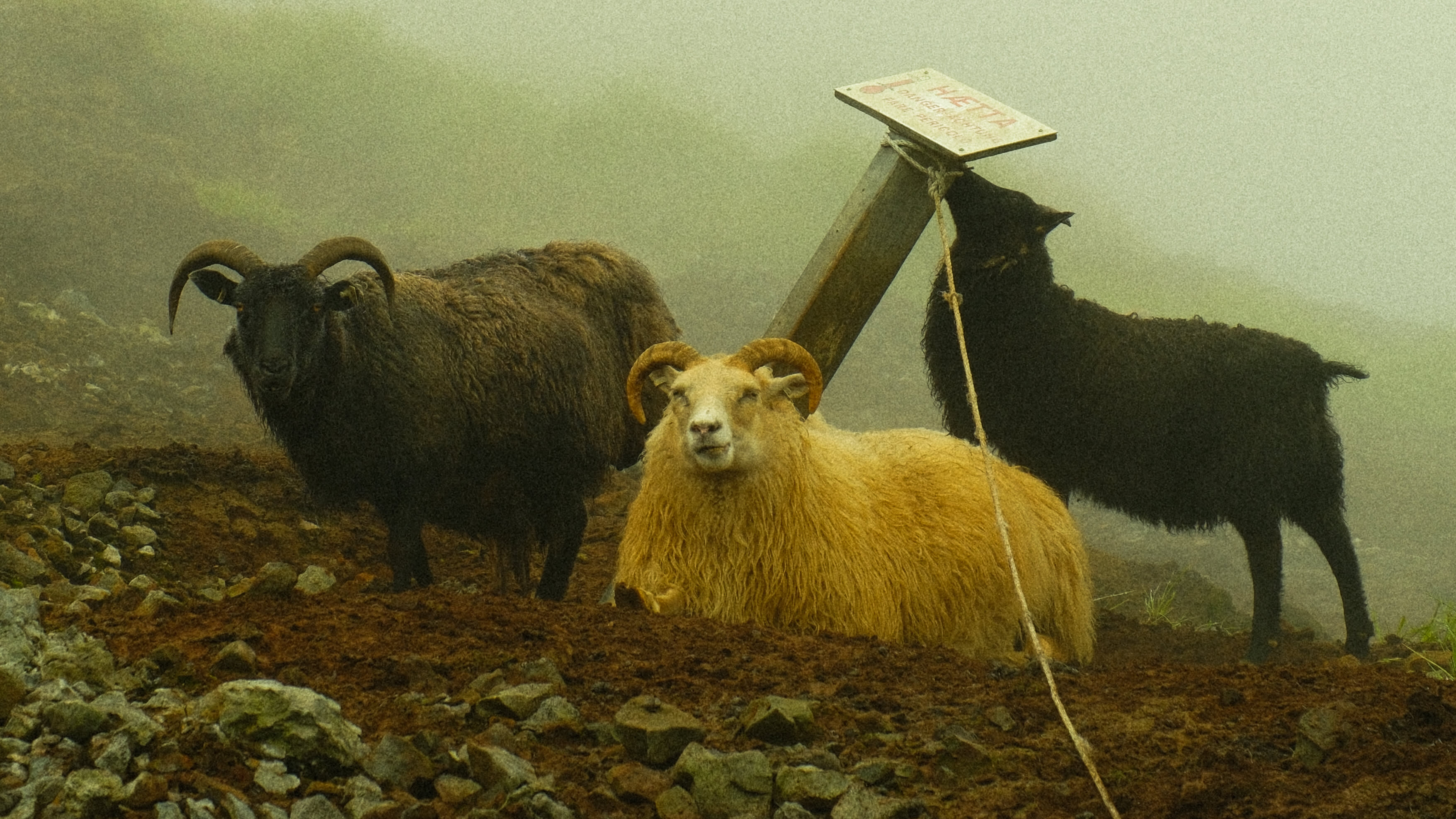 Photography by Hermann Stern