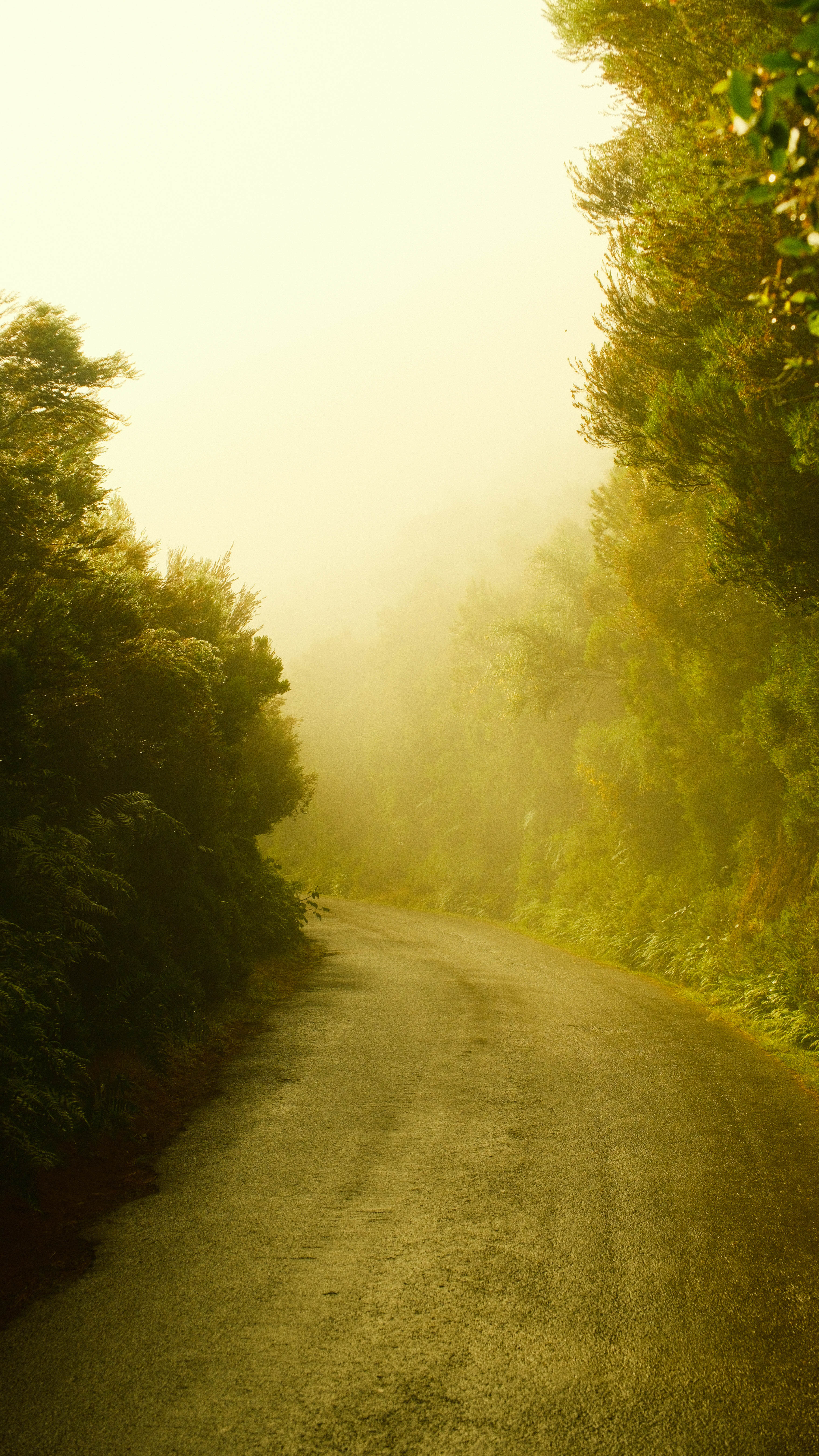 Photography by Hermann Stern