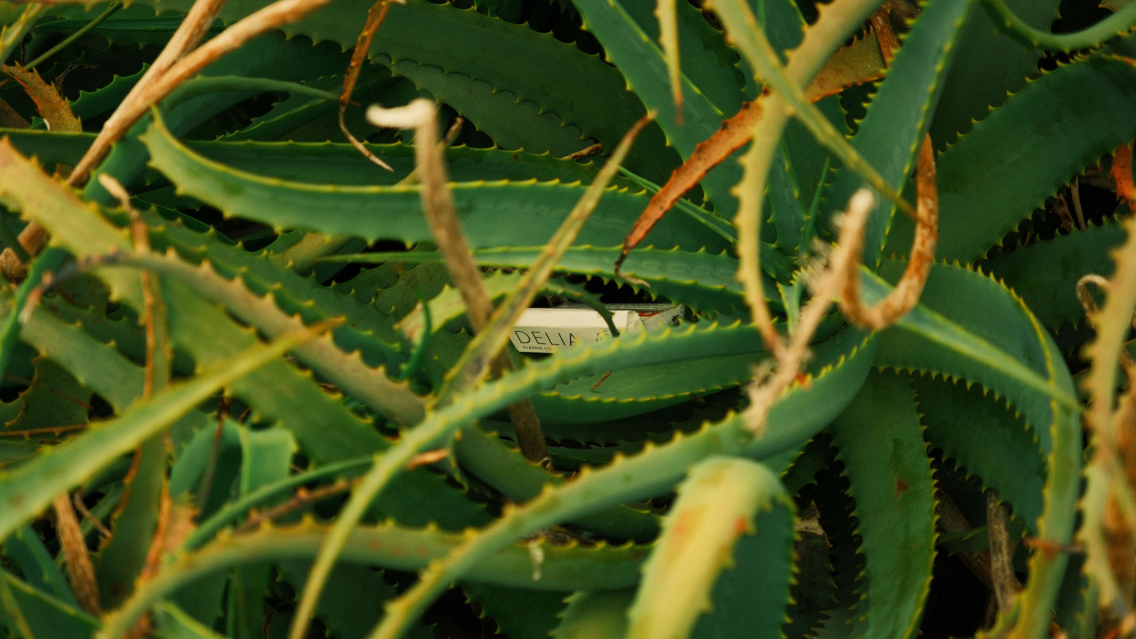 Photography by Hermann Stern