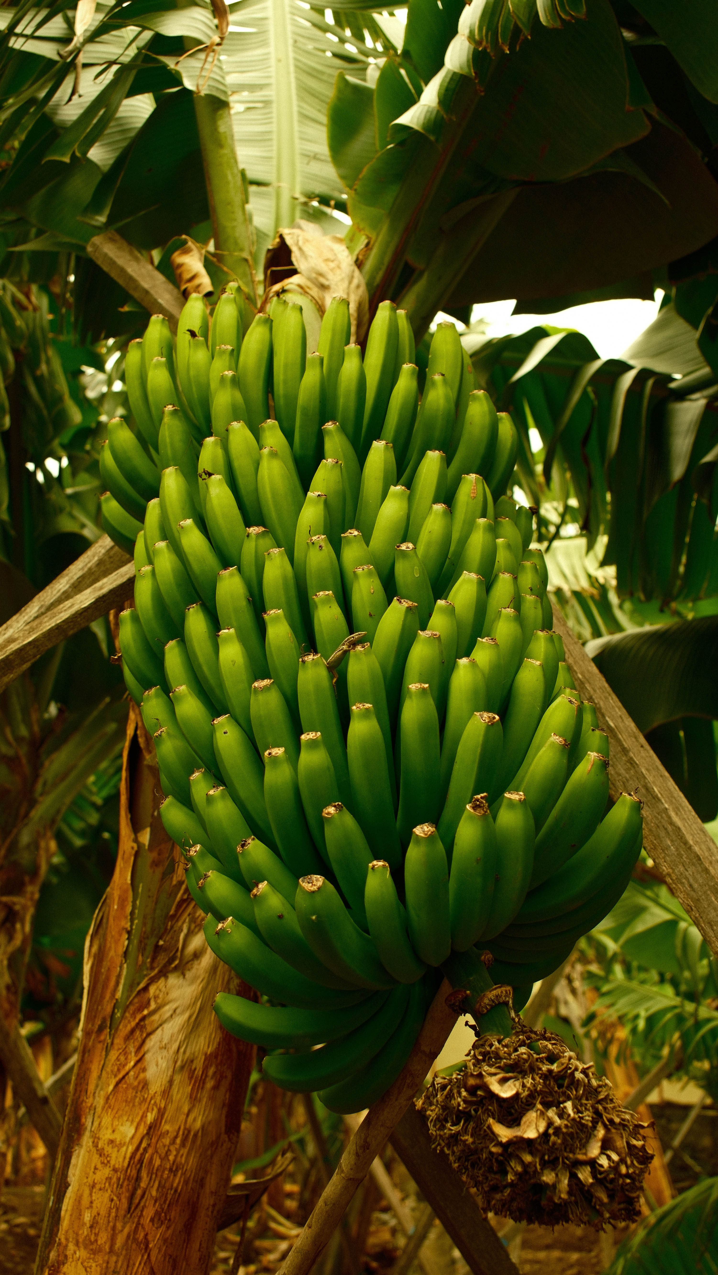 Photography by Hermann Stern