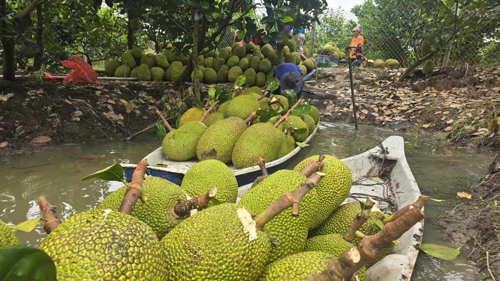 Trung Quốc mở cửa, mít Việt hướng tới xuất khẩu tỷ USD - 1