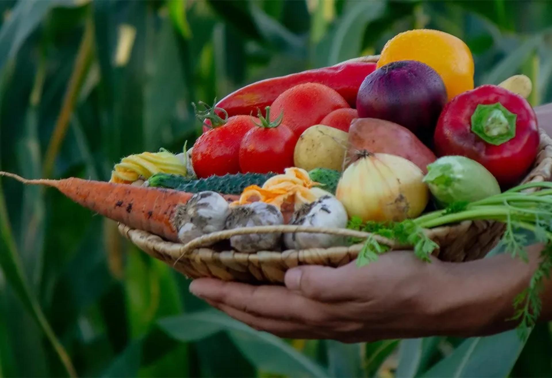 Fresh organic local vegetables sourced from village farmers
