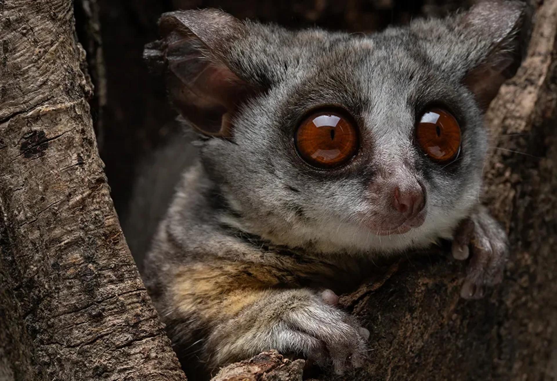 Guided Walking Tours & Loris Walks